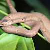 Common Mock Viper