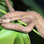 Common Mock Viper