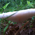 Common psathyrella