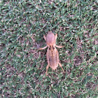 Mole Cricket