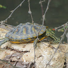 Red-eared Slider