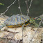 Red-eared Slider