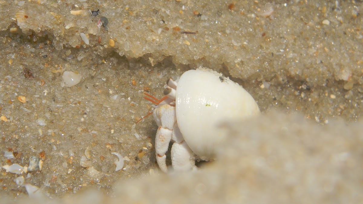 Hermit Crab