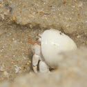 Hermit Crab