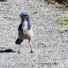 California Scrub Jay