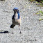 California Scrub Jay