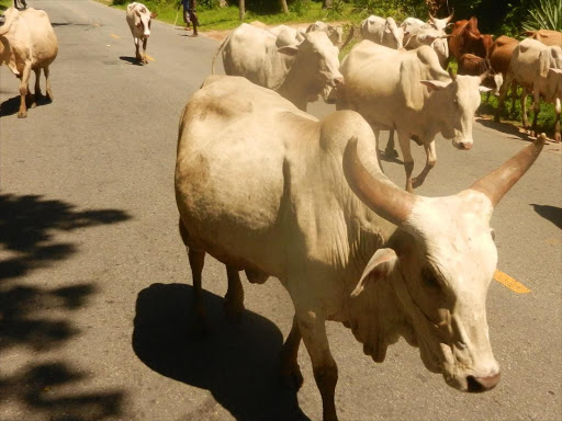 Cows crossing the road along Likoni Lunga-Lunga road.