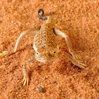 Arabian toad-headed agama