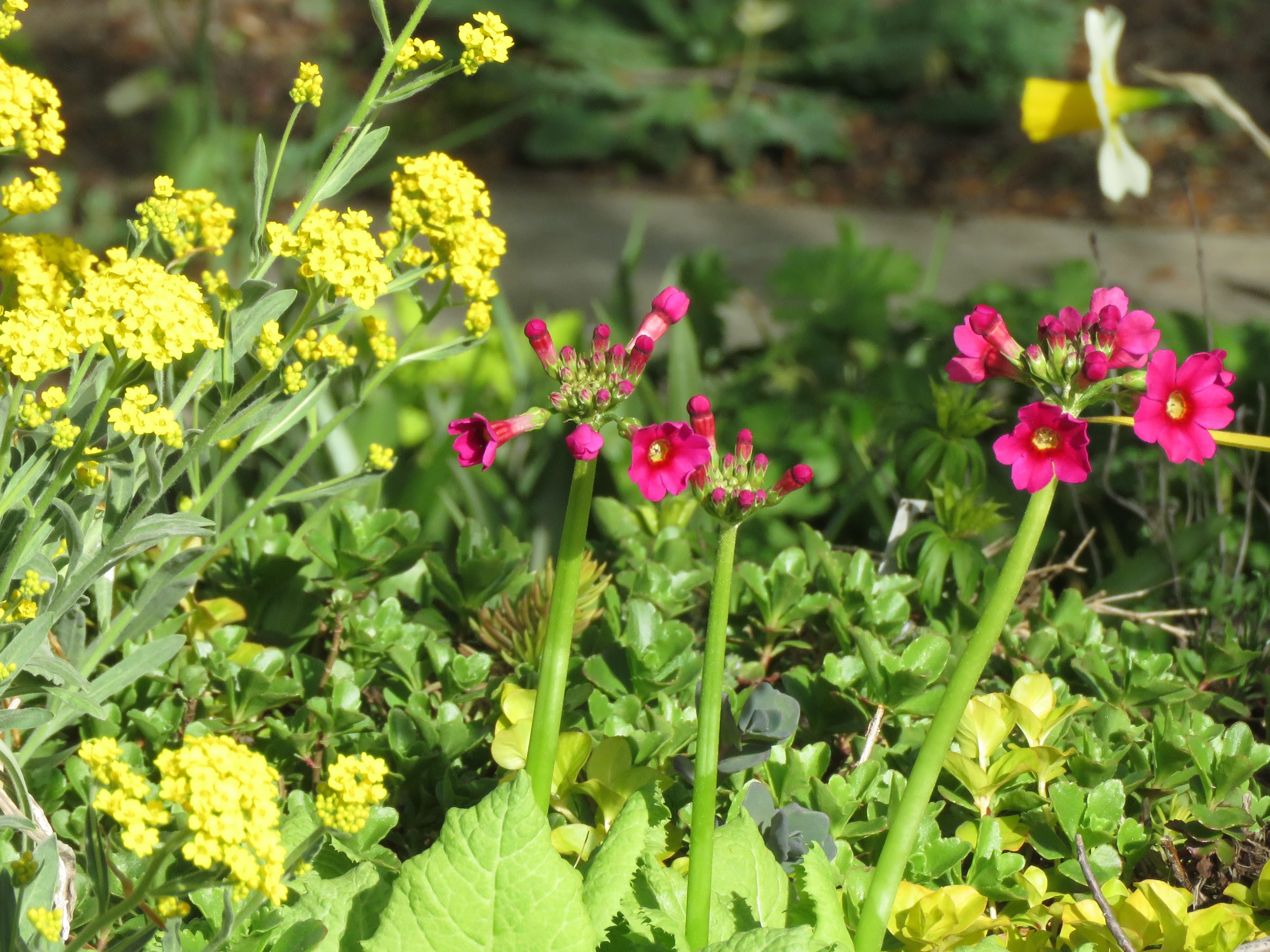 Pendant ce temps, dans le jardin de grigri... - Page 14 Q5xRuOLmPHGqENsdImgAPX3U4EC1eOYZ7nq1DbnkFkjdEpSx3B0mX0G-BbPe0s3BfSokAaq7QVoDtl8iwbENWeTsETv4QGFupP9H3RdTBc3eO8E-cKJi30boz-UjtocirOwu6hkIxUg=w2400