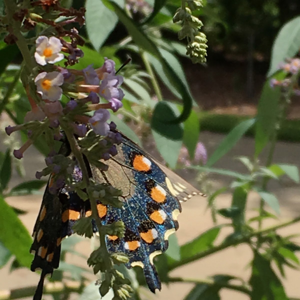 Pipevine Swallowtail