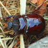 Ox Beetle