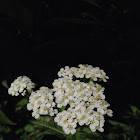 Yarrow