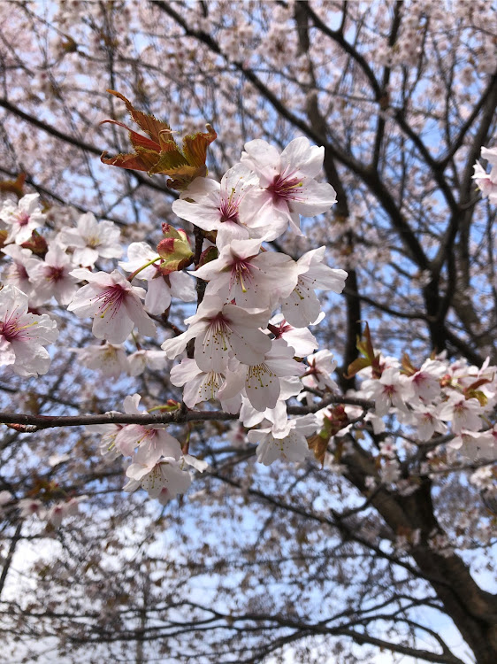 ジムニーさんが投稿した桜・お花見に関するカスタム事例の投稿画像2枚目