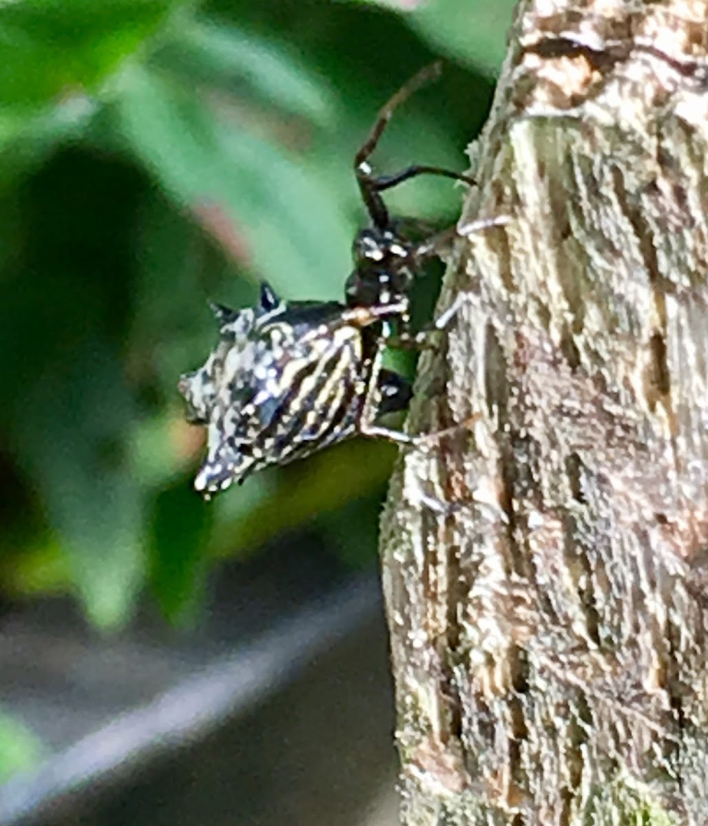 Spined micrathena