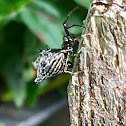 Spined micrathena