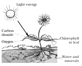 Solution Image