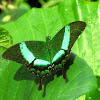 Emerald swallowtail butterfly