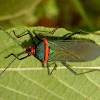 Squash bug