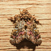 Pink-shaded Fern Moth - 9631