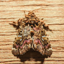 Pink-shaded Fern Moth - 9631