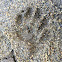 Raccoon track