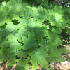 Norway Maple