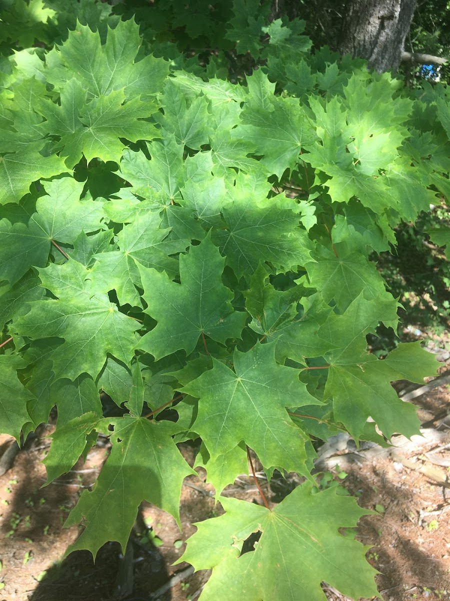 Norway Maple