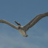 Brown pelican