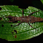 Stick Insect, Phasmid - Female