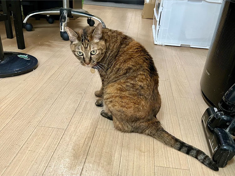 ゼストスパークのCat's Car Team・走行動画・愛猫紹介・歌詞動画に関するカスタム事例の投稿画像8枚目