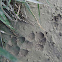 Coyote tracks