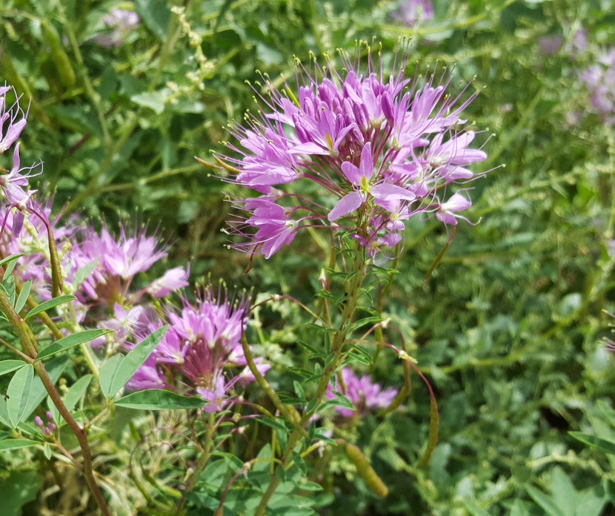 Rocky Mountain Bee Plant