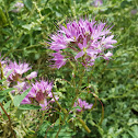 Rocky Mountain Bee Plant