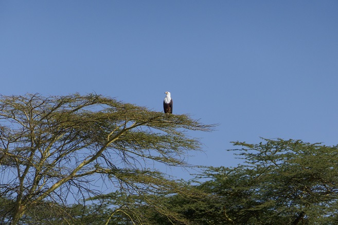 Martes: de Naivasha a Maasai Mara (300km - 6h) - Kenia: 7 días de safari y 4 de playa (3)