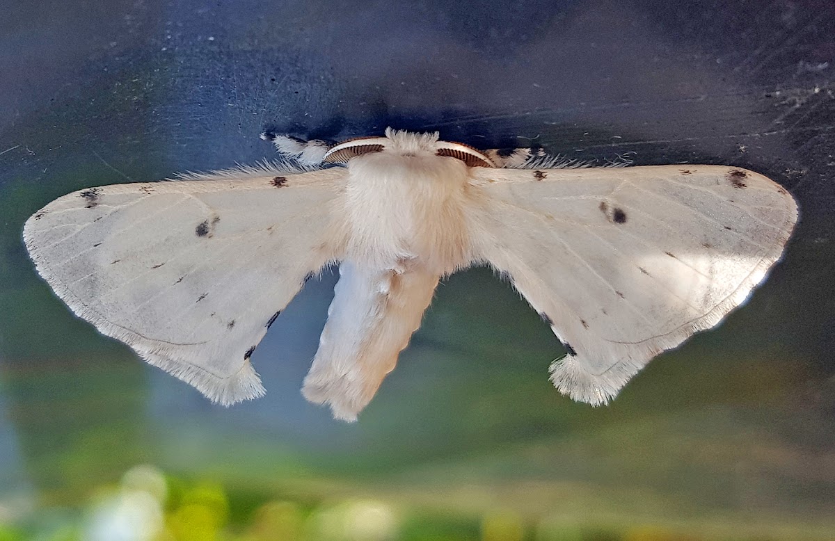 White Silk Moth