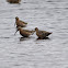 Short-billed Dowitcher