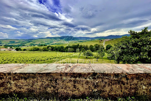 Vineyard 1