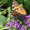 Large tortoiseshell