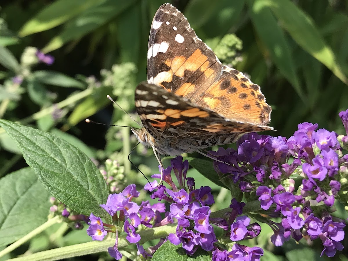 Large tortoiseshell