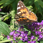 Large tortoiseshell