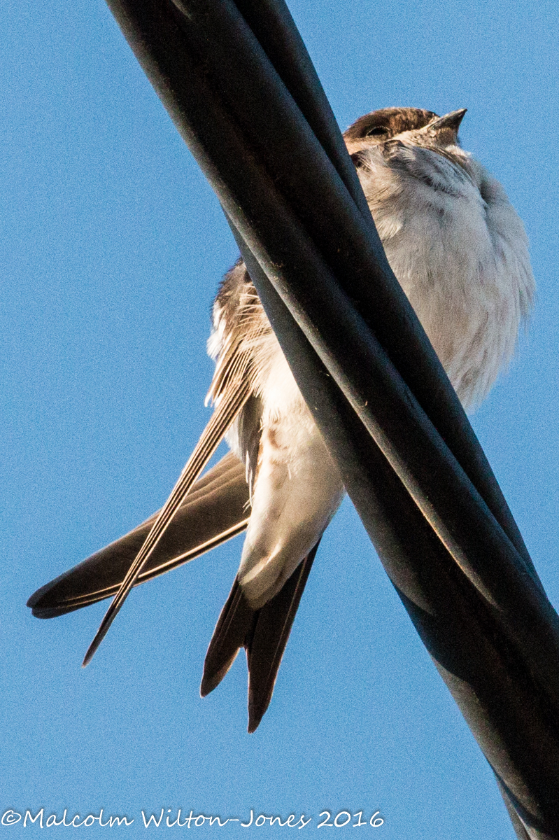 House Martin; Avión Común