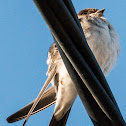 House Martin; Avión Común