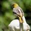 Bullock's Orioles