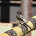 Black Phoebe