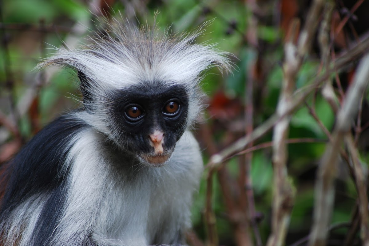 Zanzibar Red Colobus