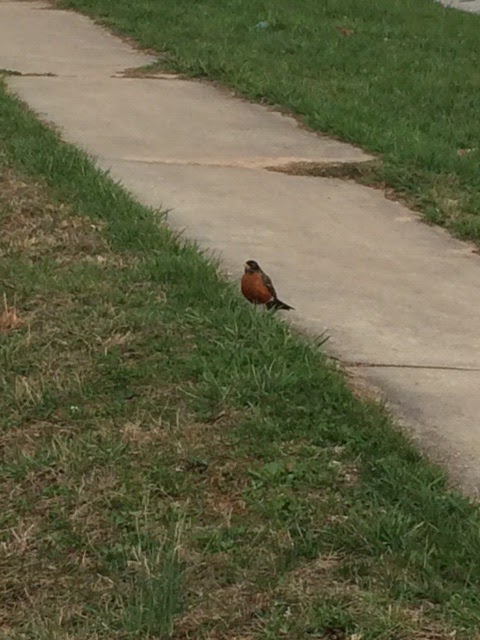 American Robin