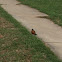 American Robin