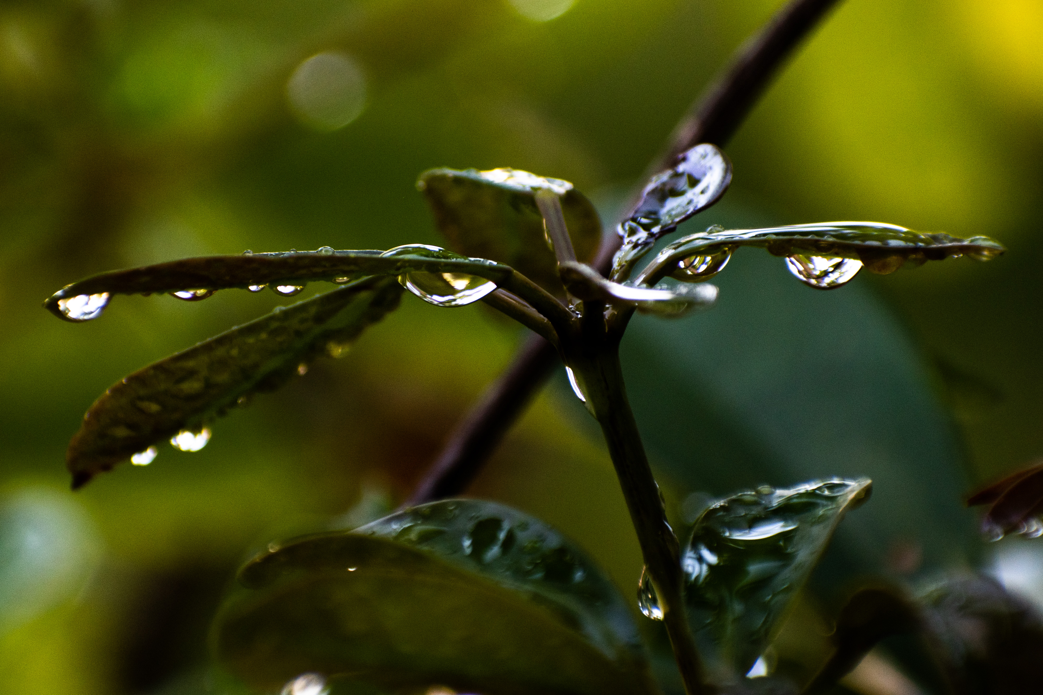 Acqua a goccie di GianDC