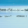 Ring-billed Gull