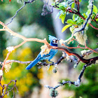 Steller's jay